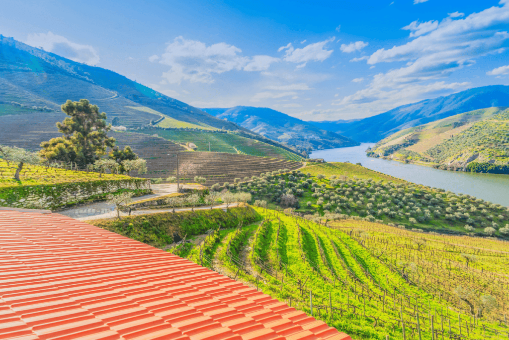 Terraced vineyards stretch across rolling hills along the Douro River under a bright blue sky. A day trip here is a scenic addition when planning how to spend 3-5 days in Porto.