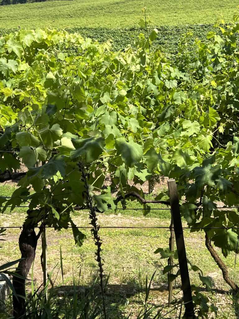 Vinho Verde vineyards at Quinta de Aveleda near Porto, Portuga