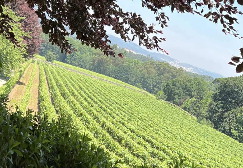 Rows of bright green Vinho Verde vines slope through the Quinta de Avelada vineyard beneath dark red tree branches. The Northern Portugal wine landscape adds a scenic day trip option to a Porto UNESCO World Heritage Site guide.