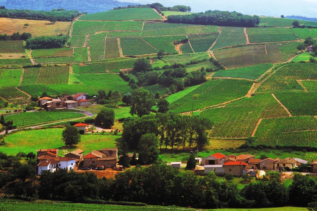 Rolling vineyard hills in the Beaujolais UNESCO Global Geopark near Lyon.